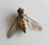 Meliscaeva auricollis